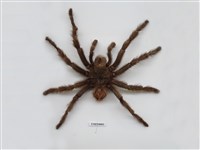 茶褐斑大蜘蛛藏品圖，第1張